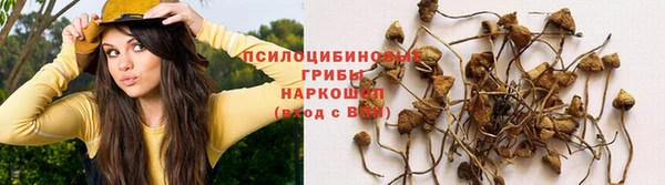 амф Арсеньев